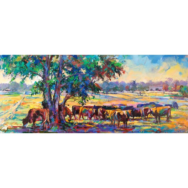 Cattle under Gumtree